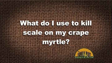 Q&A – What do I use to kill scale in my crape myrtle?