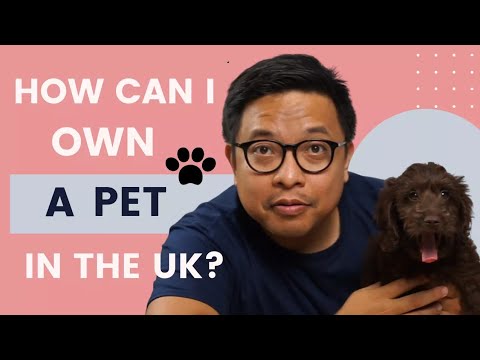 How To Own A Dog In The Uk. Getting A Pet In The Uk