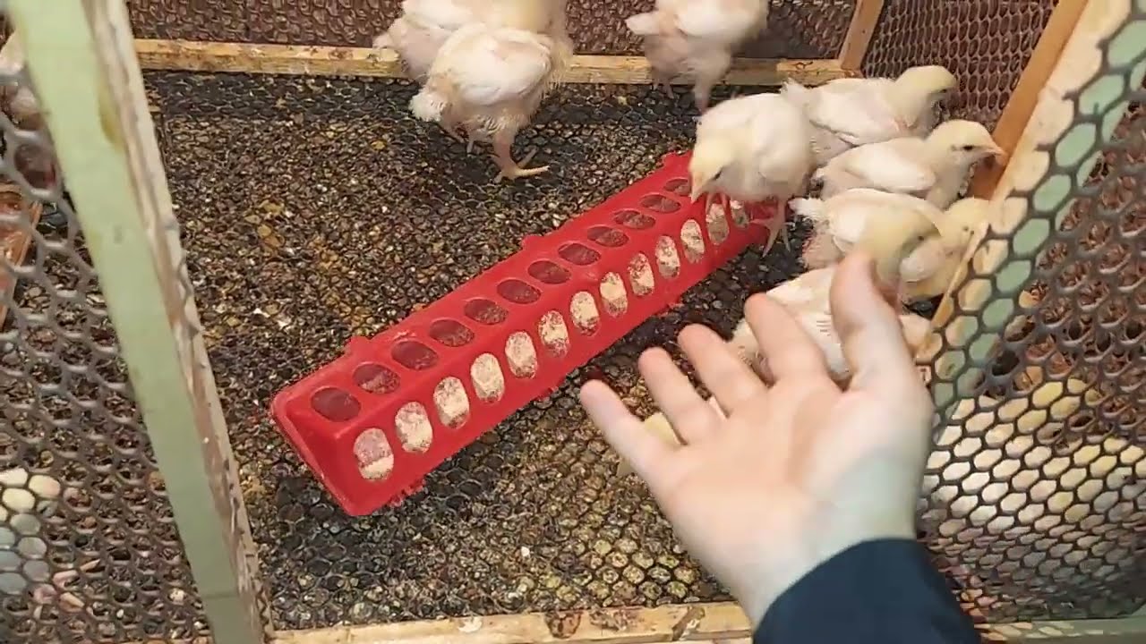 اهو ده بيغير حال الفراخ ويخليها يا تتعب وتخس ياتكبر وتزيد