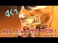 ペットショップで猫グッズ１万円分買うまで帰れまてん！やってみた