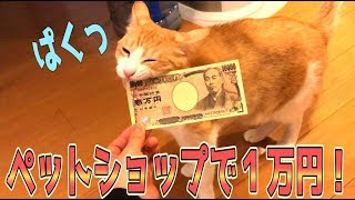 ペットショップで猫グッズ１万円分買うまで帰れまてん！やってみた