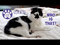 Reunited After 4 Months Apart! - S6 E161 - Training Cats, Introducing Cats - Lucky Ferals Cat Vlog