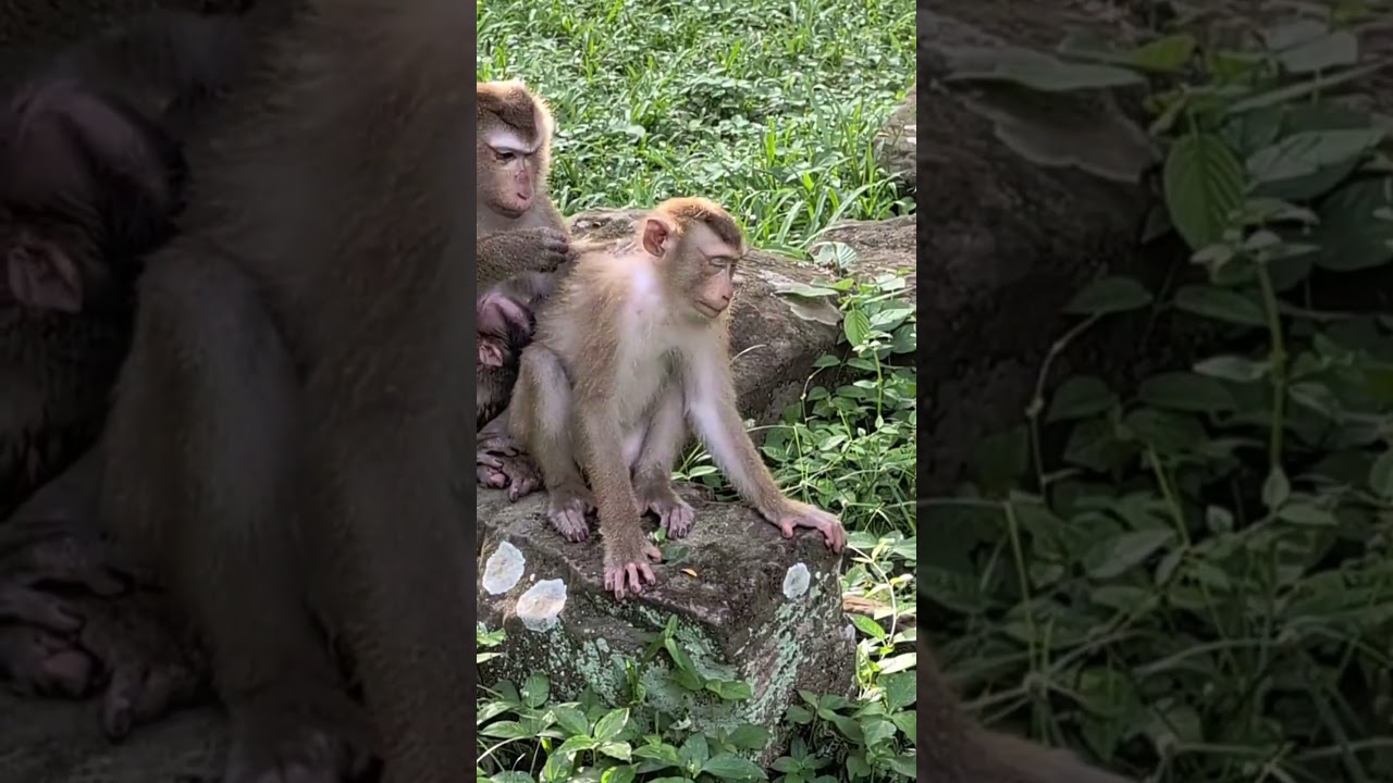 A Truly Loving Mother! Luna Nurtures Her Newborn Lynx and Another Monkey #12