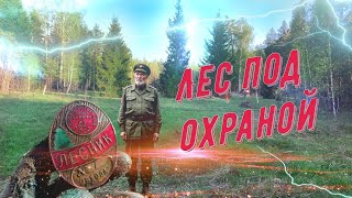 картинка: Лесные раскопки.