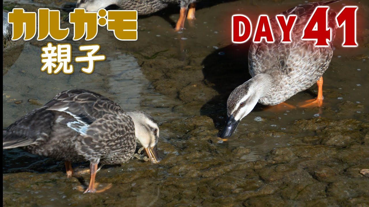カルガモの親子専用ページ カルガモ親子2024～飛べるまでの成長記録～32日目【4K60p記録