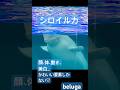 嫌いな理由が見つからない＝好き#aquarium #横浜 #yokohama #animalshorts #animallovers #かわいい #癒し #relaxing #安眠 #lover