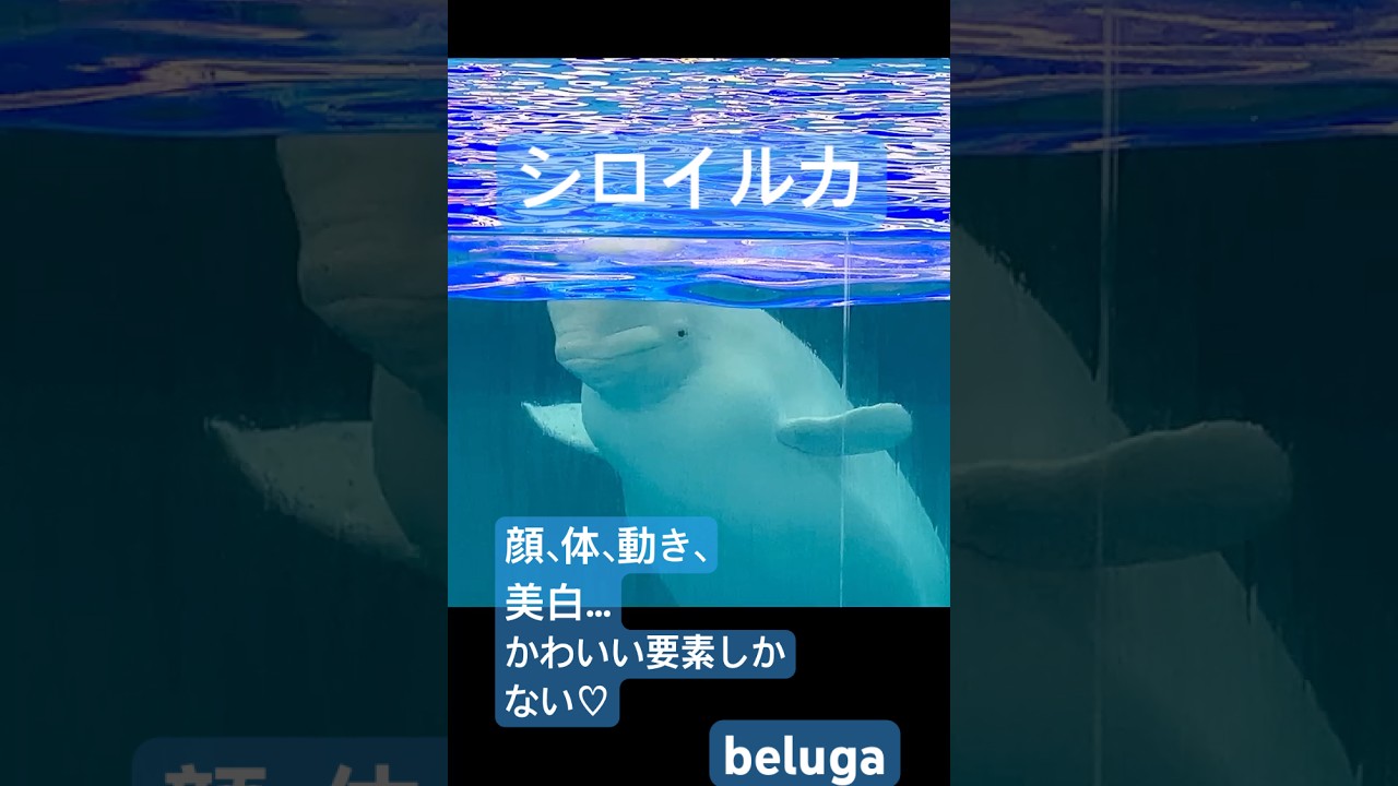 嫌いな理由が見つからない＝好き#aquarium #横浜 #yokohama #animalshorts #animallovers #かわいい #癒し #relaxing #安眠 #lover