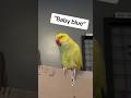 The story of her first love  grief loss talkingparrot talkingbird parrot griefjourney