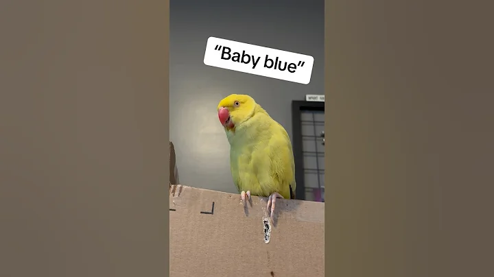 The story of her first love 🩵😔 #grief #loss #talkingparrot #talkingbird #parrot #griefjourney