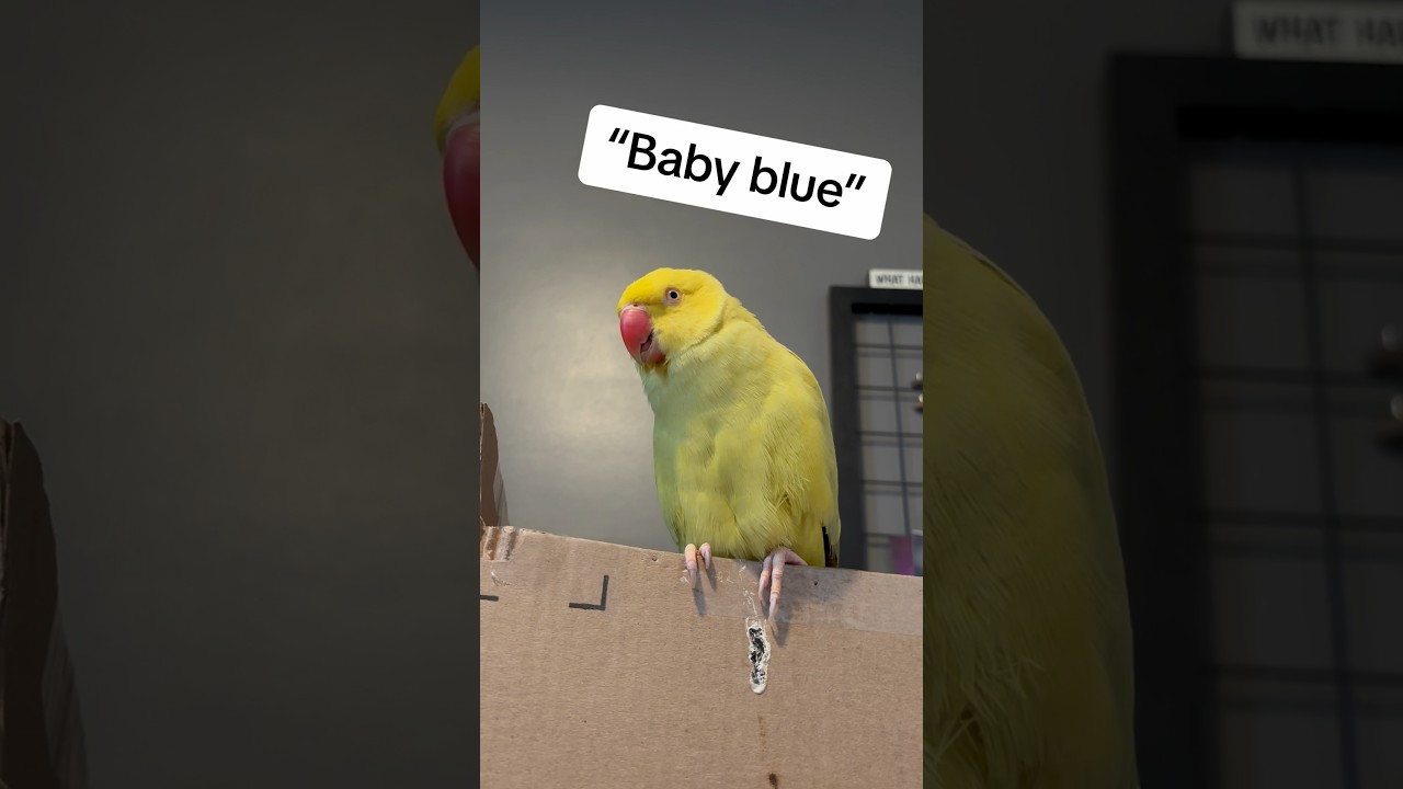 Funniest Parrots Steal the Show with Hilarious Antics