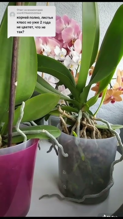 Орхидея не собирается цвести. Па-маа- гиии- тееее!!! #орхидеи #orchid # ...