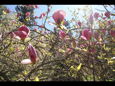 Vir-TRAIL Tour #3: Grow your own magnolias!
