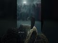 #shorts #snake #cobra #viral #dangerous #wildlife #ytshorts #trending #python #animalattack #