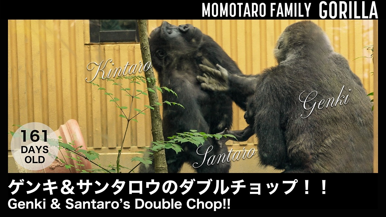 Genki & Santaro's Double Chop!! – Fun Gorilla Family at Kyoto Zoo