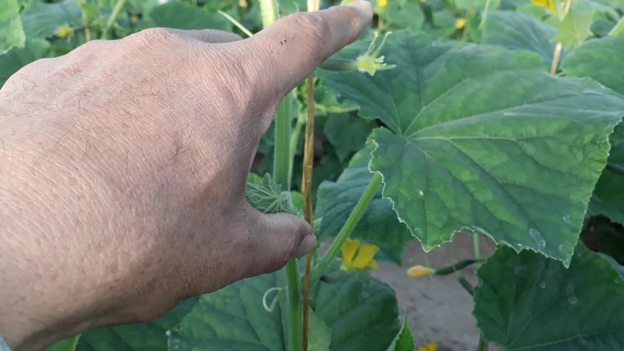 الخيار بعد ٦٠ يوم من الزراعة . هذا ما يجب أن يكون عليه النبات الطبيعي