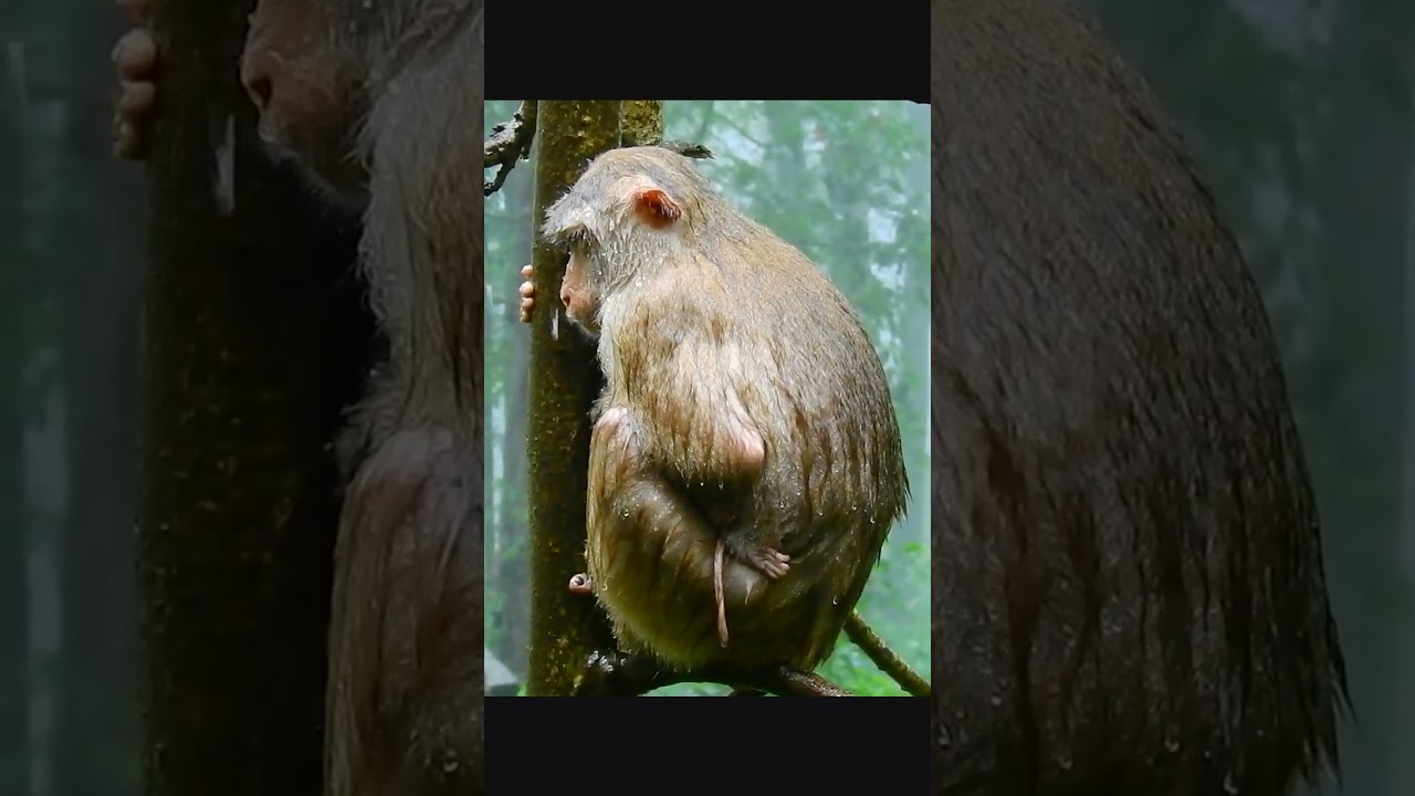 Cambodian Monkey Protecting the Baby Monkey in Cambodia