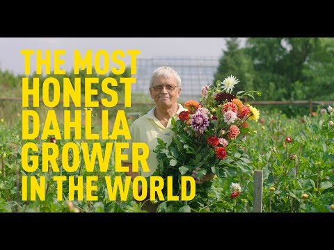 Video: Succesvolle Teelt Van Prachtige Dahlia's. Opslag