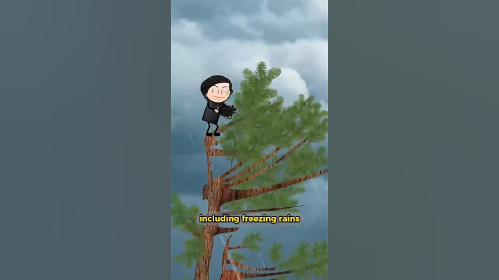 Woman Who Saved a Redwood Tree...By Living in It?! 🤯