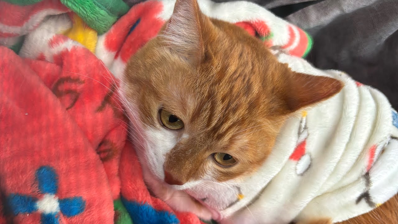 動物病院に行ったらまさかの知らない猫同士になっちゃった！？ジジとニア