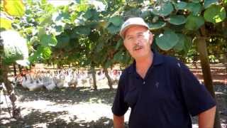 Chase National Kiwi Farms