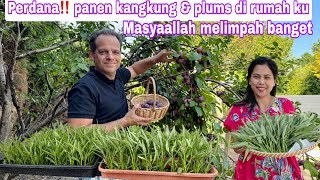 Download Lagu PERDANA‼️PANEN KANGKUNG DAN PLUMS DI RUMAH KU || MASYAALLAH ALHAMDULILLAH HASIL MELIMPAH MP3 Download Lagu PERDANA‼️PANEN KANGKUNG DAN PLUMS DI RUMAH KU || MASYAALLAH ALHAMDULILLAH HASIL MELIMPAH MP3