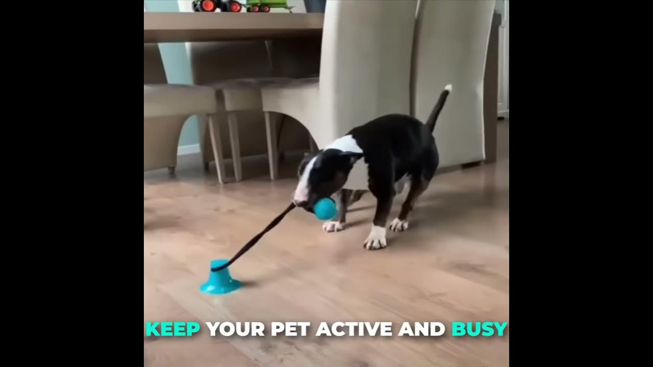 Self Playing Tug Of War Dog Toy With Suction Cup 