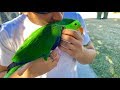 BMO’s First Flights with other Parrots