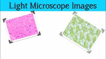 Comparing Microscopes