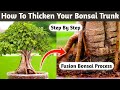 Boosting your bonsais trunk thickness  tips and tricks