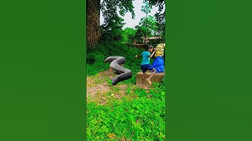 Anaconda snake in real life p21#shots#snake#python#snacks#nagin#anaconda#bigsnake#viralvideo