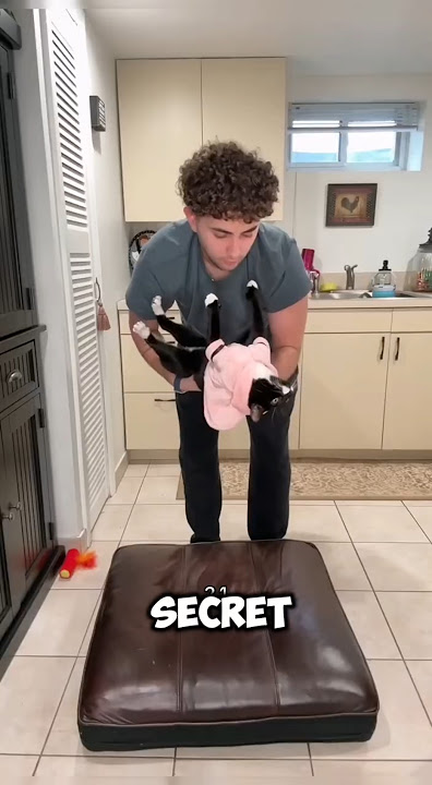 🐈‍⬛Top 4 Hidden🐱 Superpowers Cats Have😽#Cats #CuteCats#CatFriendships #CuteCats  #CatVideos