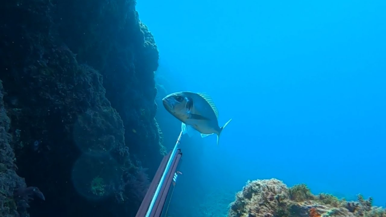 Pesca Submarina. ACANTILADO 2021. Acechos a poca agua