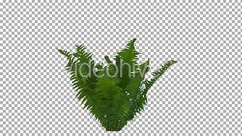 Real Fern Isolated on the Wind 2 (Strong Wind) | Stock Footage - Envato elements