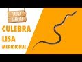 FAUNA BARBUDA 33: La culebra lisa meridional (Coronella girondica)