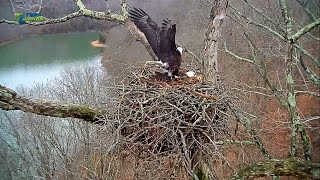 201\/01\/13 11h04m Dale Hollow Eagle Cam a mating