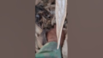 Qes qaib qus nawb.tổ gà rừng mọi ơi