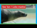 🔴 Lobo marino en parque Huachipa [ULTRA HD]