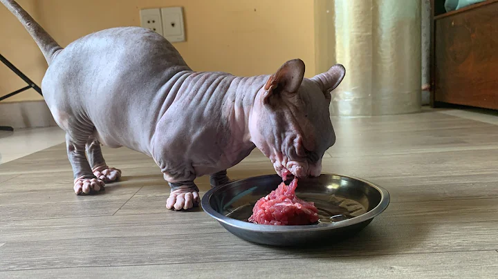 Video 10912751: sphynx cat sleeping, sphynx cat enjoying, cat feeding