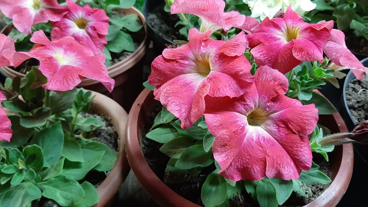 Ваша Петуния будет мощная и крепкая благодаря этому способу перевалки и пересадки