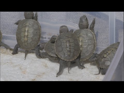 Baby Terrapins! MassAudubon Wellfleet Bay Wildlife Sanctuary