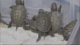 Baby Terrapins! MassAudubon Wellfleet Bay Wildlife Sanctuary