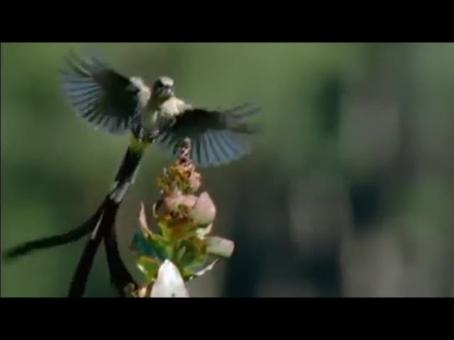 Birds Flying Over Cape Highlands | Wild Africa | BBC Earth class=