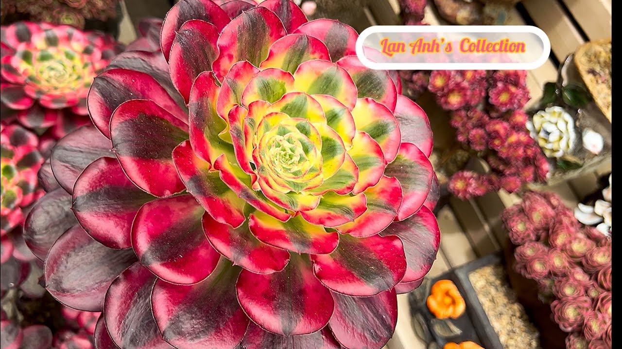 Lan Anh Garden‘s aeonium collection plants in early summer (6-10-2025) 