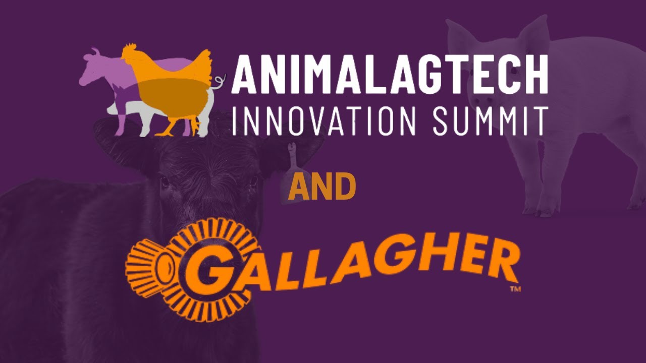 Innovating Livestock Management | Gallagher eShepard’s Approach to AgTech