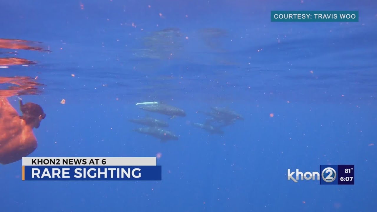 Potential albino pygmy killer whale spotted in West Oahu