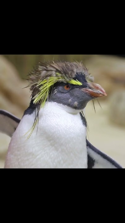 What animals hunt penguins? - YouTube