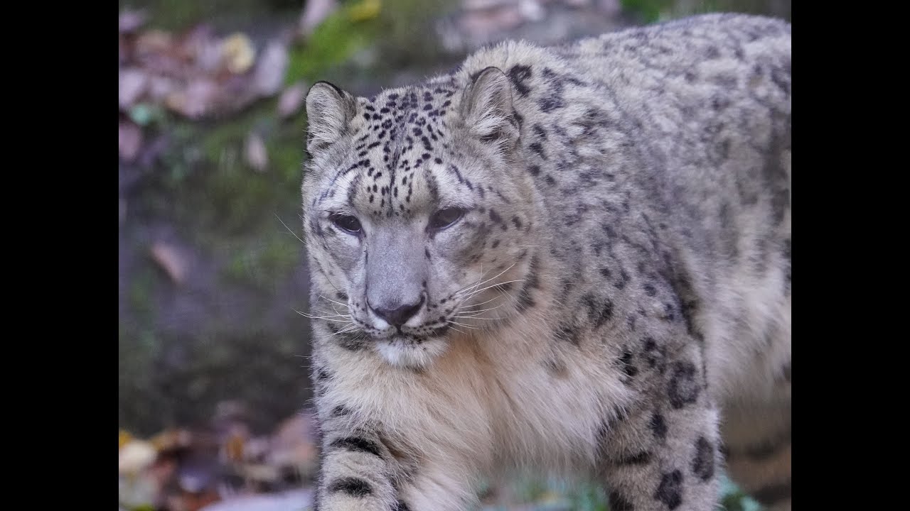 2112 多摩動物公園 ユキヒョウ Japan Tama Zoological Park Snow Leopard Youtube