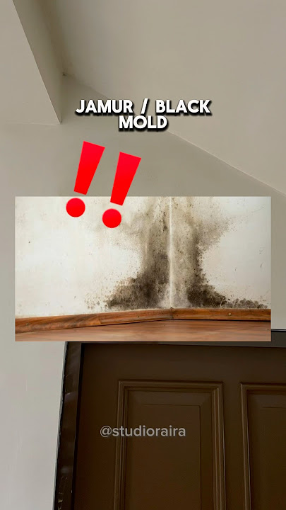 AWAS JAMUR di rumah bikin SAKIT #tipsrumah #blackmold #jamurketapang #jamurrumah