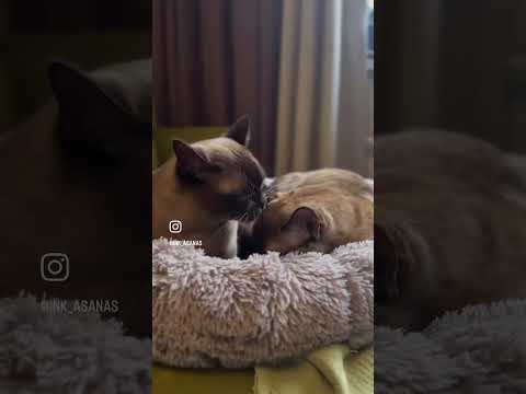 #cat #cats #catshorts #catvideos #animals #lover #catlovers #котики #кот #животные #милота #любовь