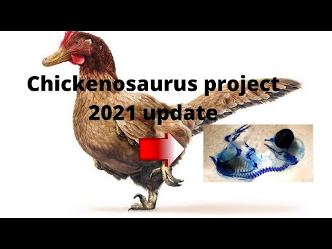 Chickenosaurus project 2022